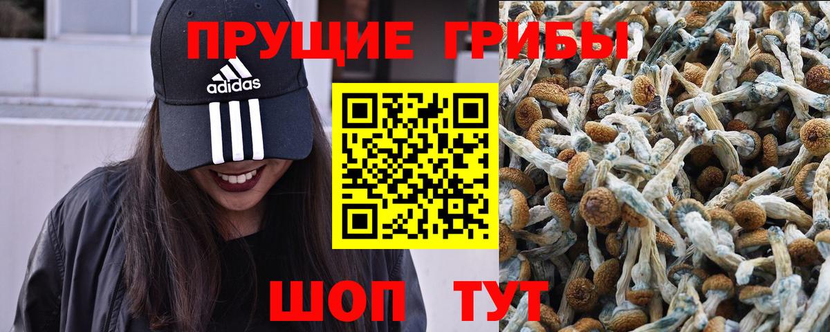 Псилоцибиновые грибы GOLDEN TEACHER Домодедово